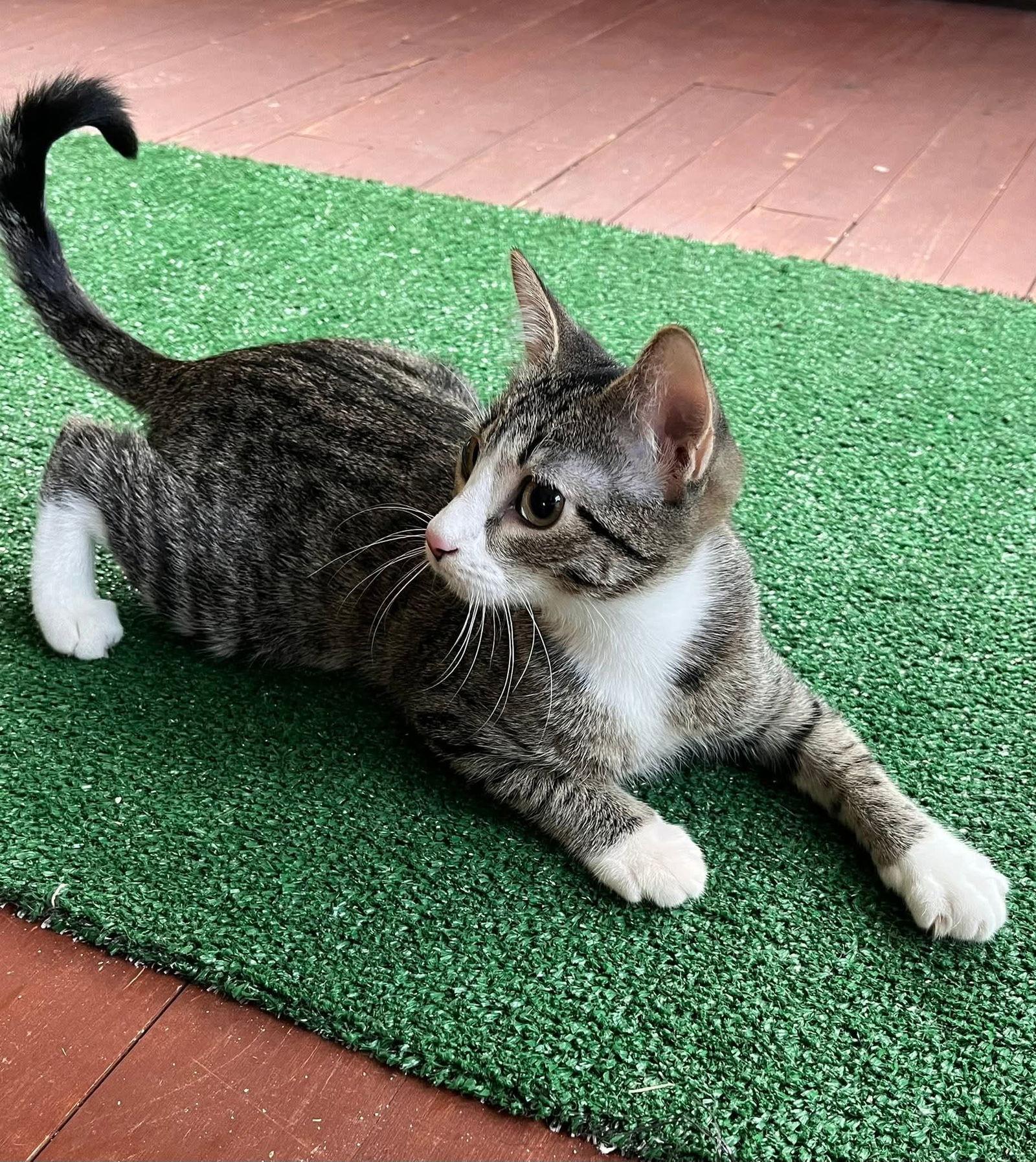 Rella, a Adoptable Domestic Short Hair in hinckley, IL image 2/3