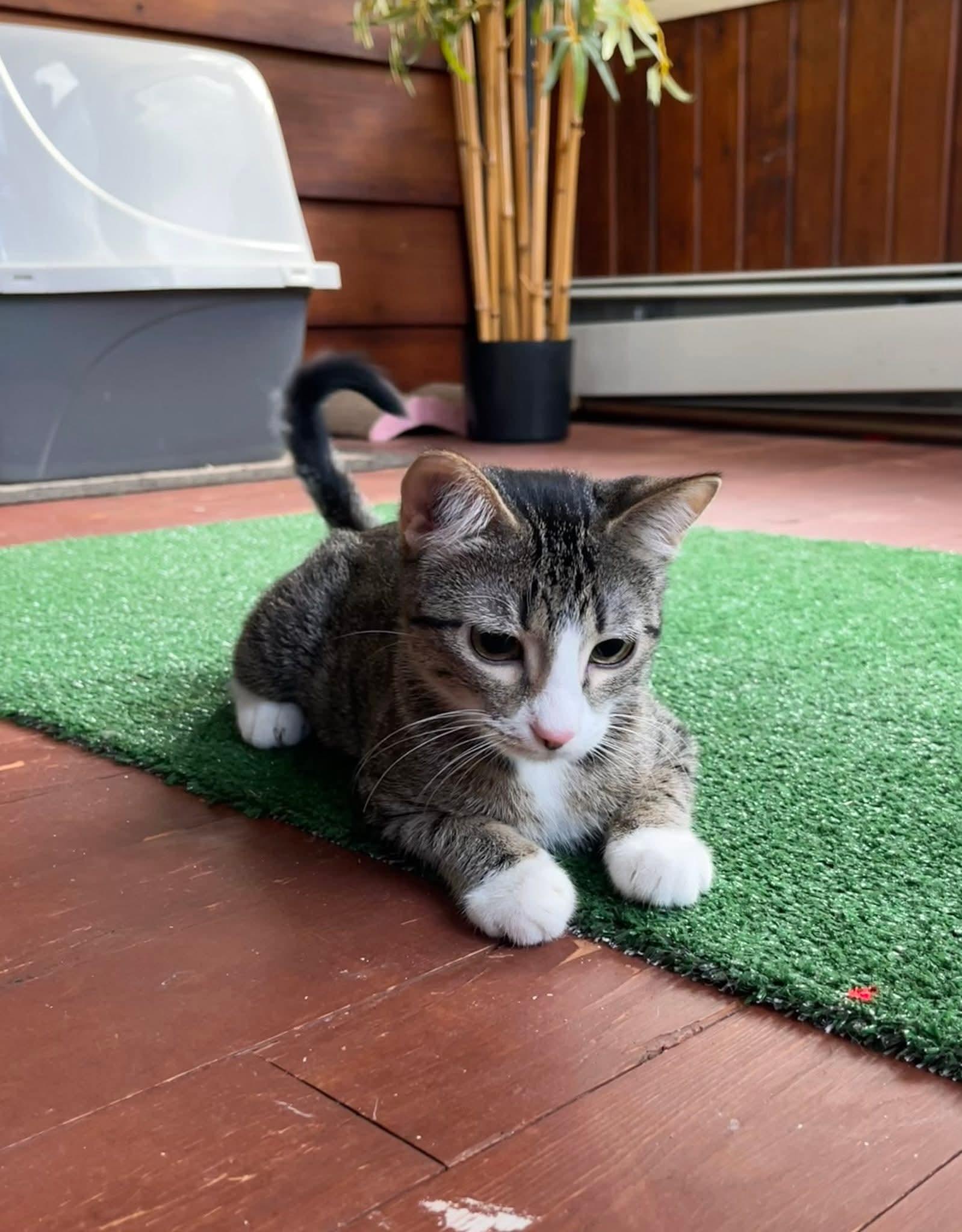 Rella, a Adoptable Domestic Short Hair in hinckley, IL image 3/3