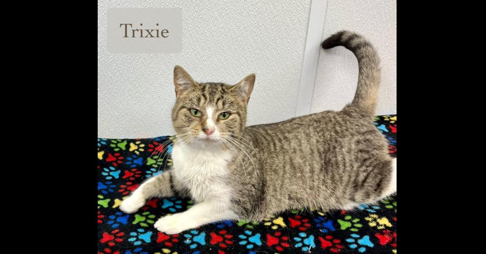 Trixie, Adoptable, Young Female Domestic Short Hair.