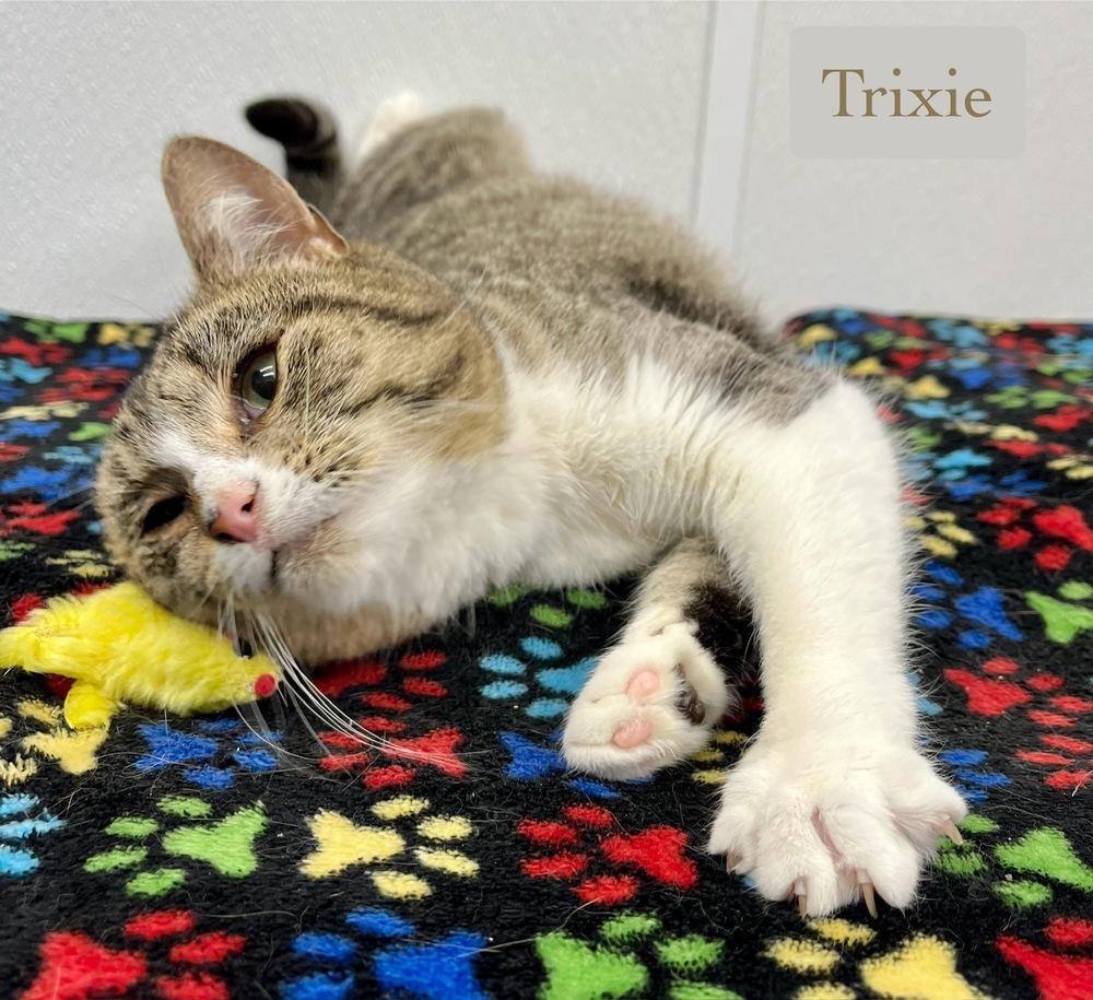 Enlarge Trixie, a Adoptable Domestic Short Hair in Chalfont, PA image 2/6