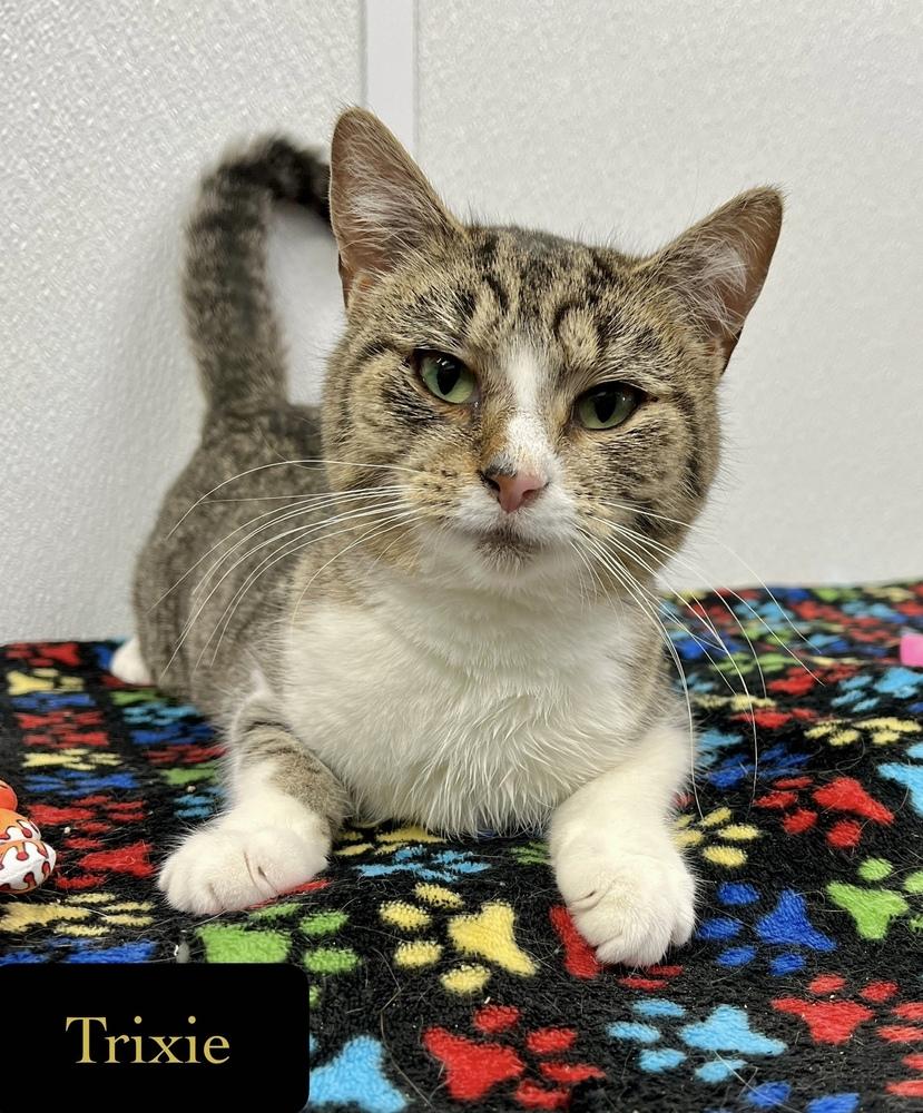 Enlarge Trixie, a Adoptable Domestic Short Hair in Chalfont, PA image 3/6