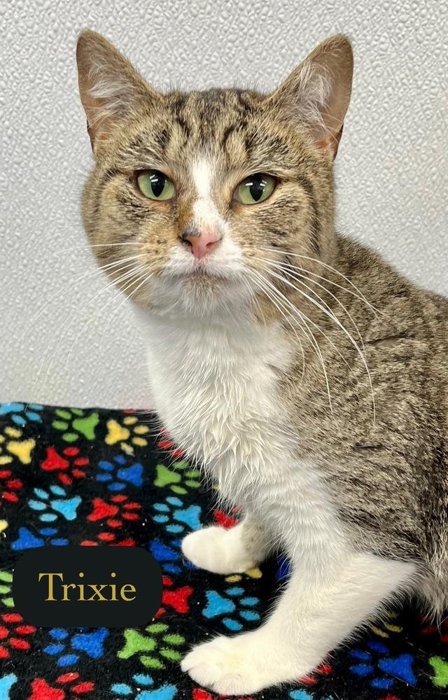 Enlarge Trixie, a Adoptable Domestic Short Hair in Chalfont, PA image 4/6