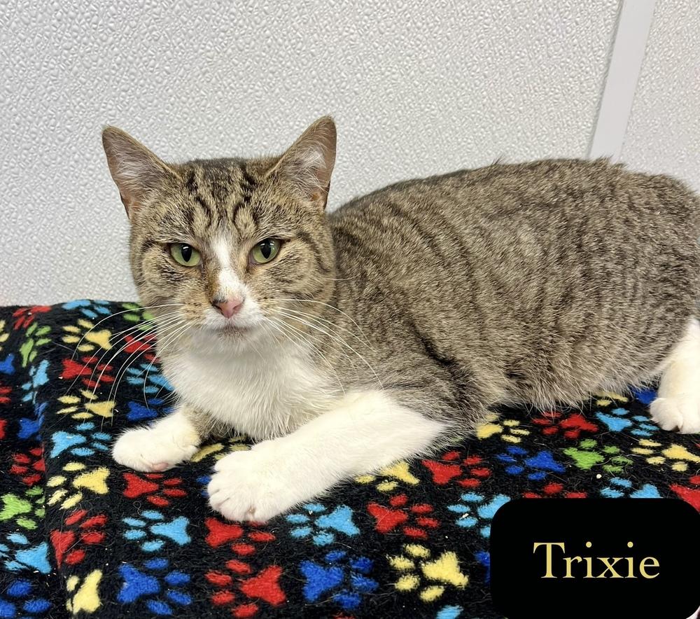 Enlarge Trixie, a Adoptable Domestic Short Hair in Chalfont, PA image 5/6