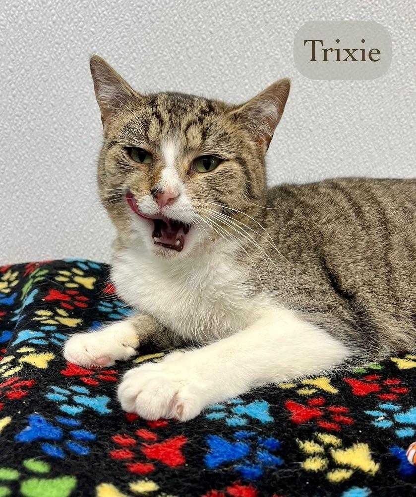 Enlarge Trixie, a Adoptable Domestic Short Hair in Chalfont, PA image 6/6