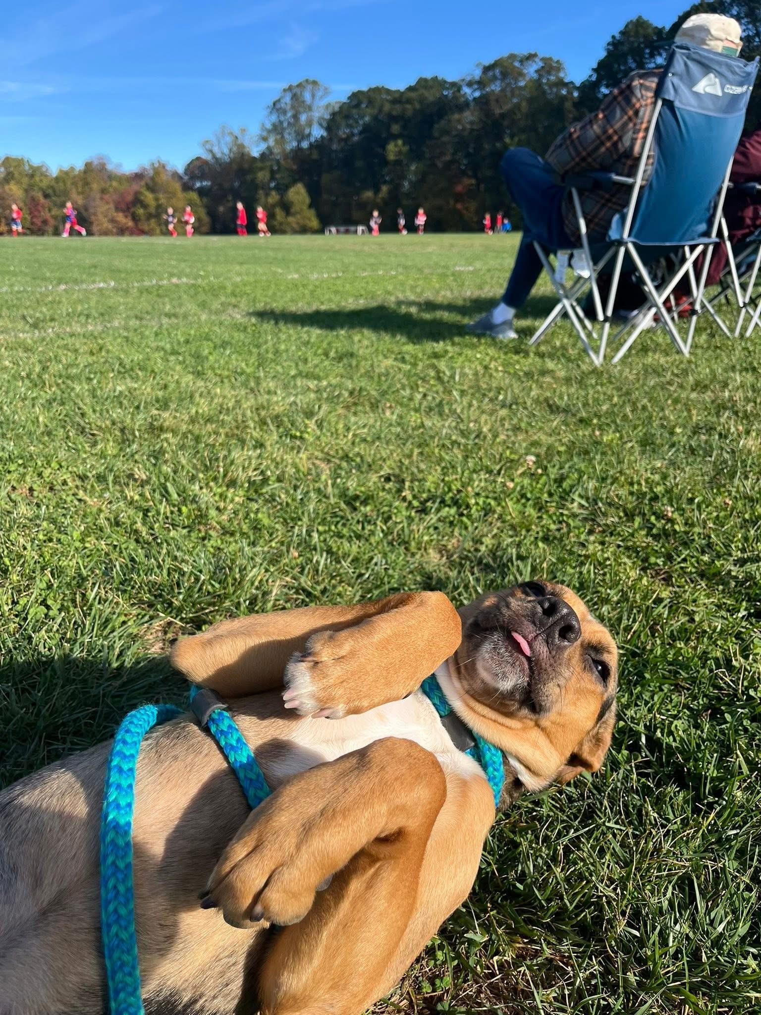 Whitney, a Adoptable mixed breed in chester, NJ image 4/6