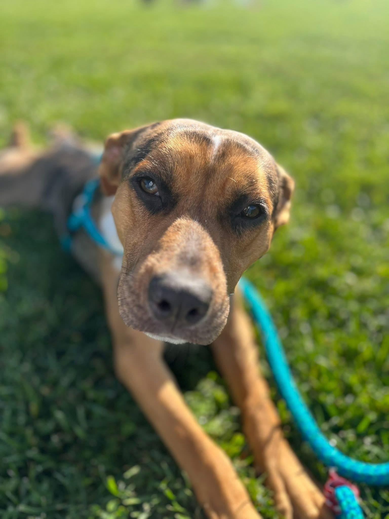 Whitney, a Adoptable mixed breed in chester, NJ image 6/6