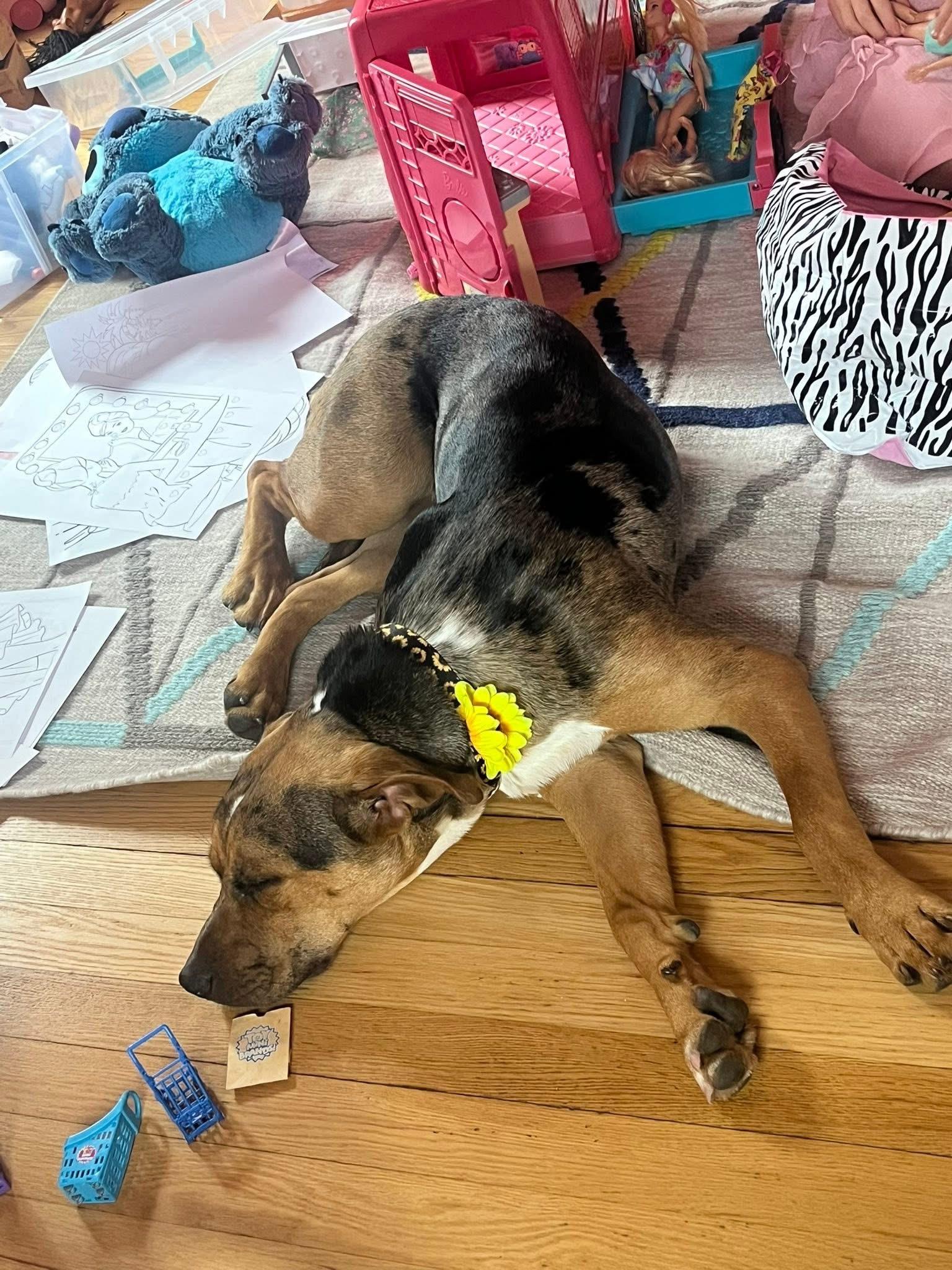 Whitney, a Adoptable mixed breed in chester, NJ image 5/6