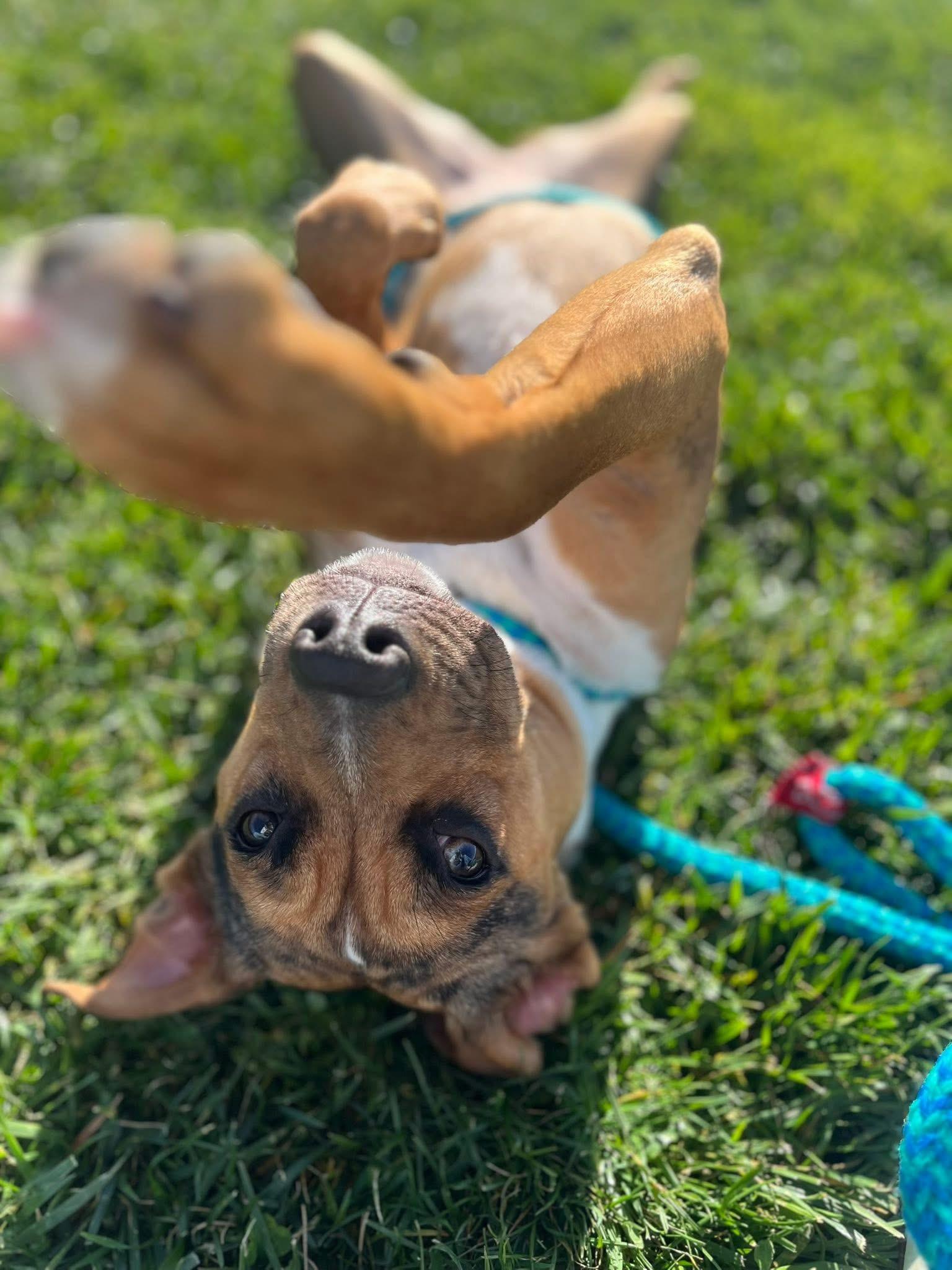 Whitney, a Adoptable mixed breed in chester, NJ image 1/6