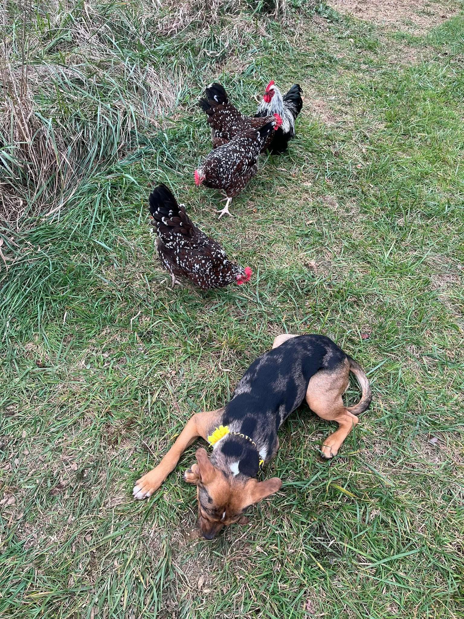 Whitney, a Adoptable mixed breed in chester, NJ image 3/6