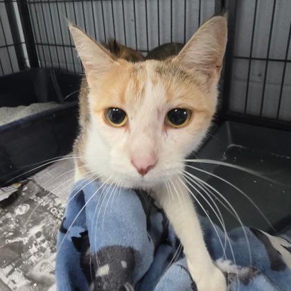Lady, Adoptable, Adult Female Domestic Short Hair & Domestic Short Hair.