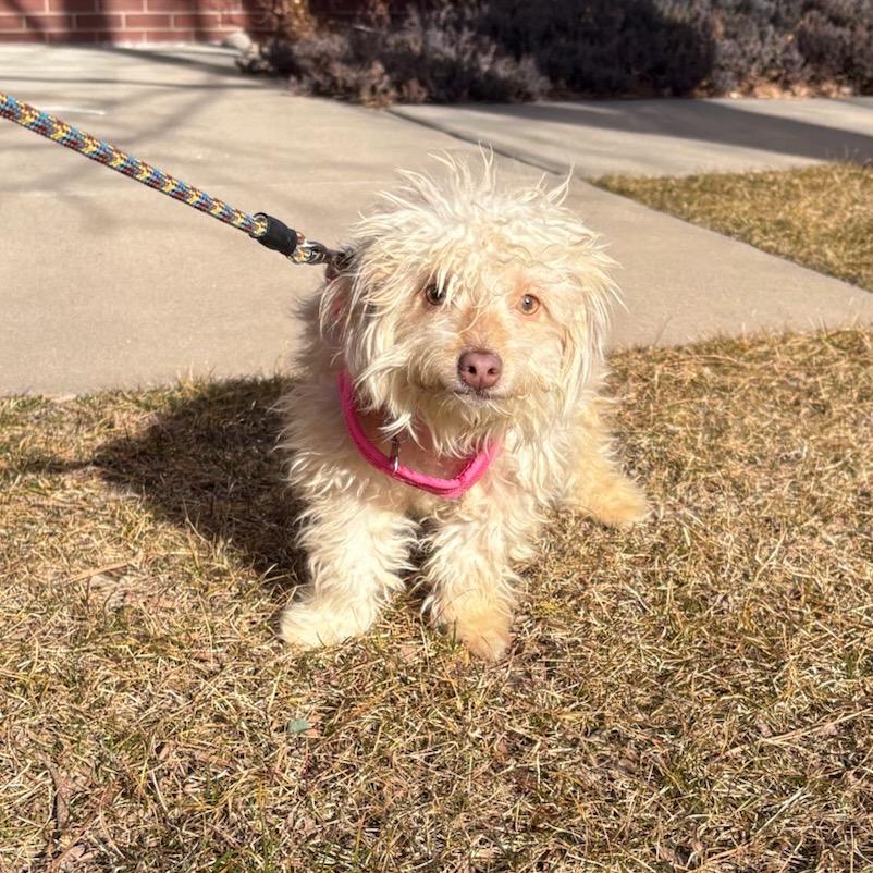 Enlarge Danny, a Adoptable mixed breed in Fort Collins, CO image 1/6