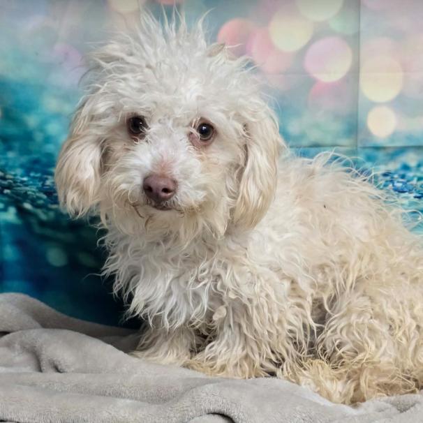 Enlarge Danny, a Adoptable mixed breed in Fort Collins, CO image 2/6