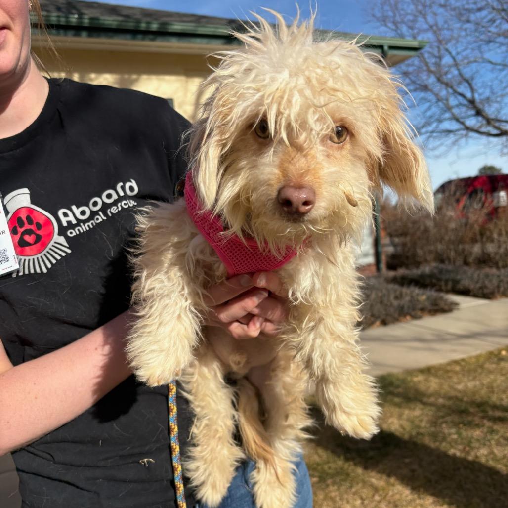 Enlarge Danny, a Adoptable mixed breed in Fort Collins, CO image 3/6