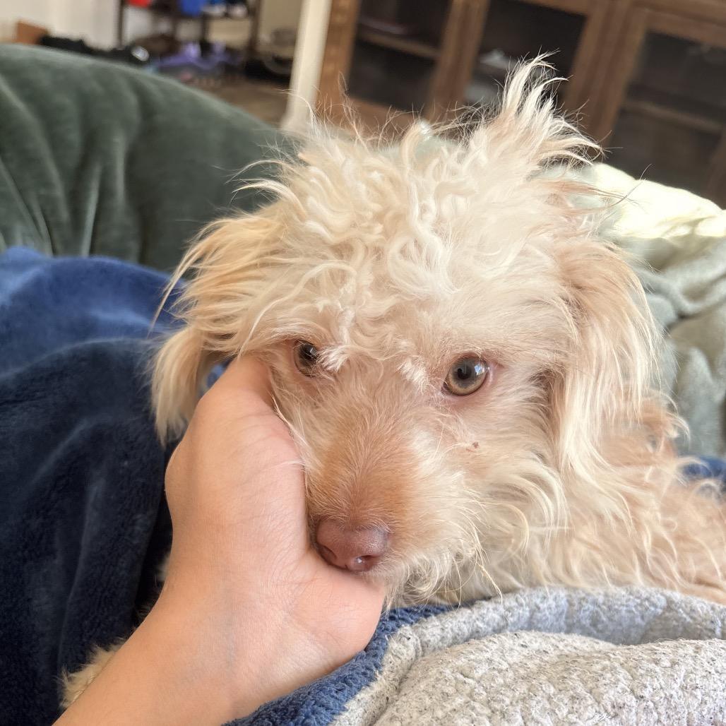 Enlarge Danny, a Adoptable mixed breed in Fort Collins, CO image 4/6