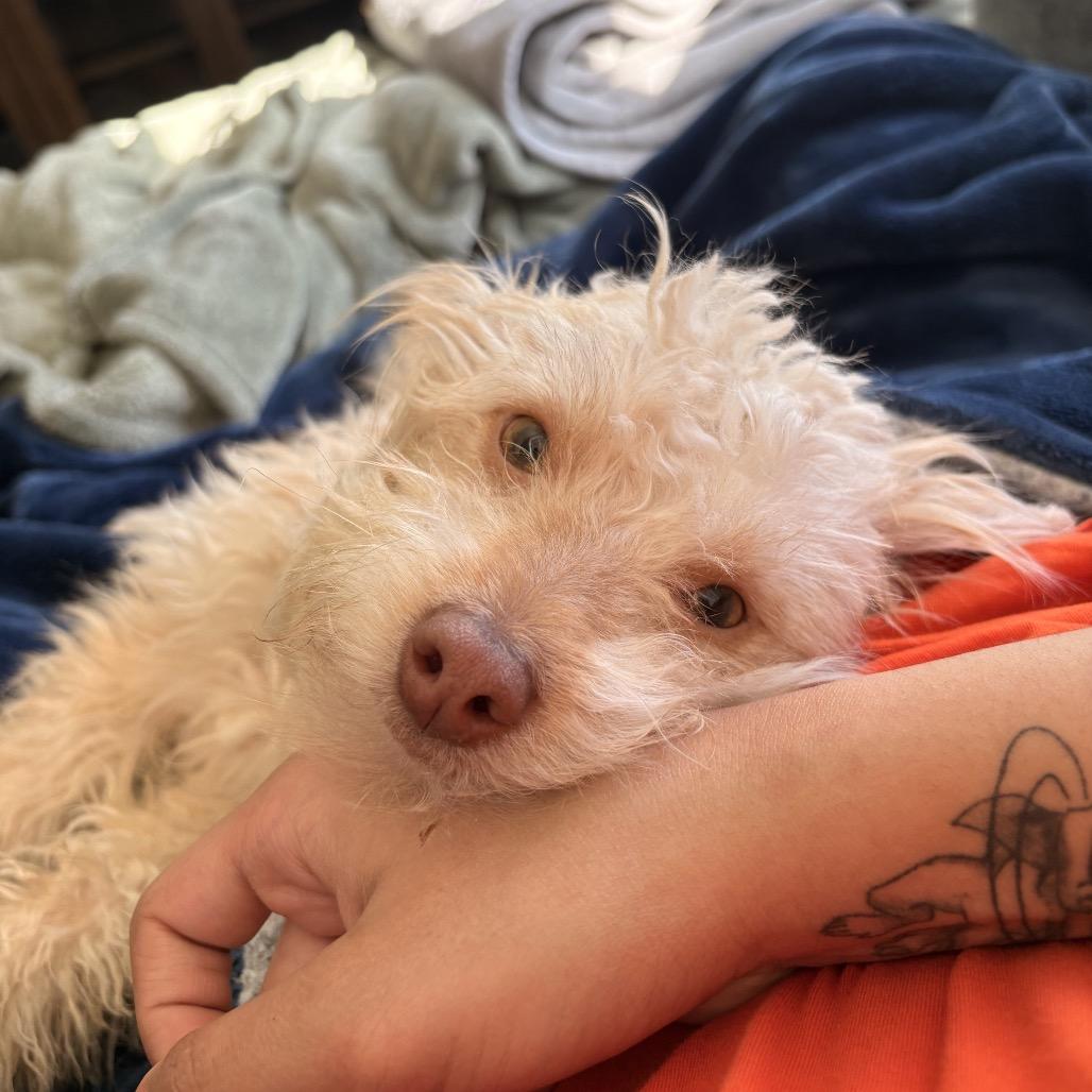 Enlarge Danny, a Adoptable mixed breed in Fort Collins, CO image 5/6