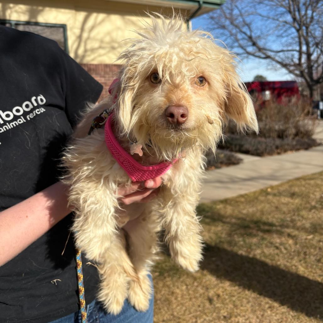 Enlarge Danny, a Adoptable mixed breed in Fort Collins, CO image 6/6