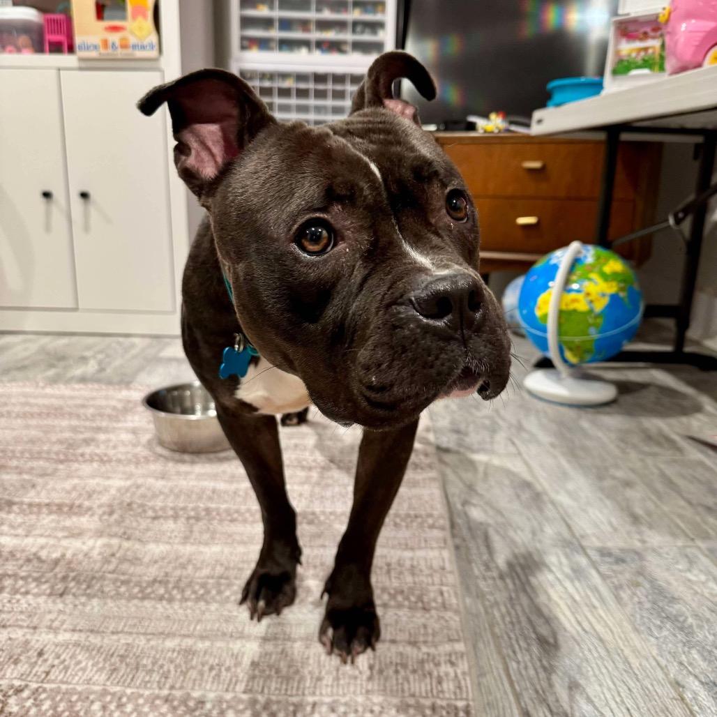 Enlarge Pippa, a Adoptable mixed breed in Silver Spring, MD image 1/6