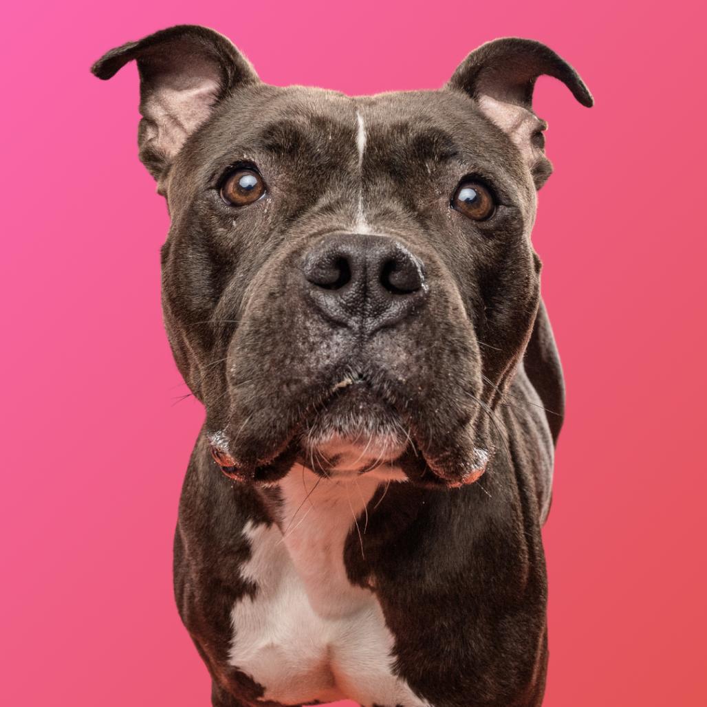 Enlarge Pippa, a Adoptable mixed breed in Silver Spring, MD image 2/6