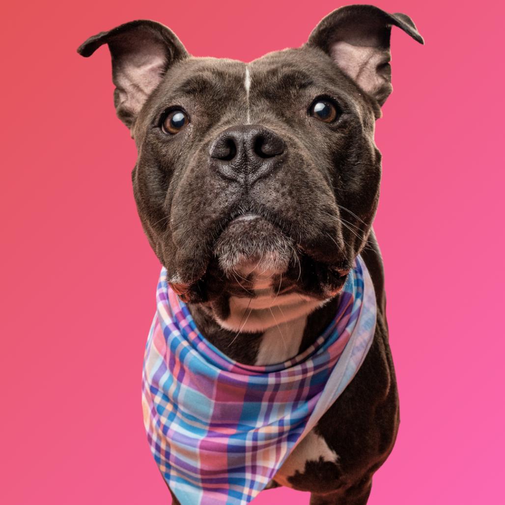 Enlarge Pippa, a Adoptable mixed breed in Silver Spring, MD image 3/6