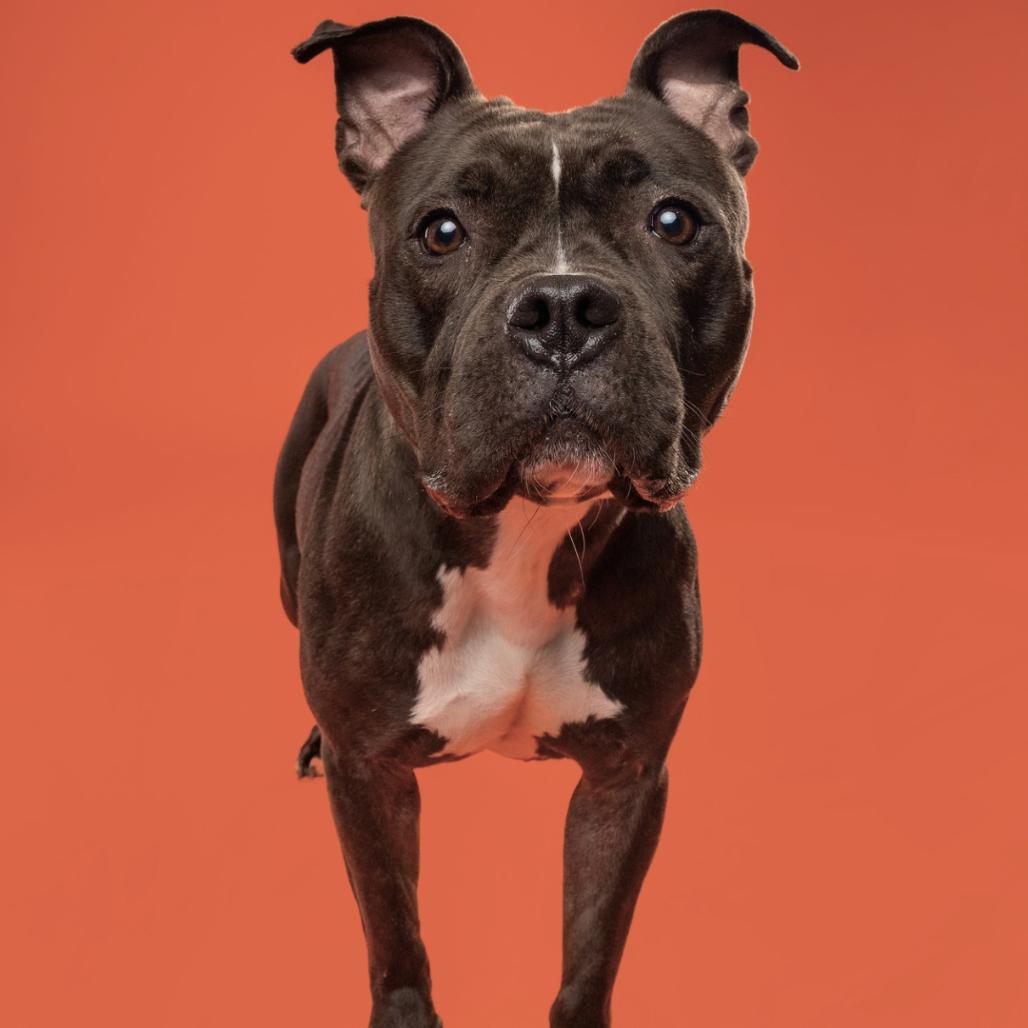 Enlarge Pippa, a Adoptable mixed breed in Silver Spring, MD image 4/6