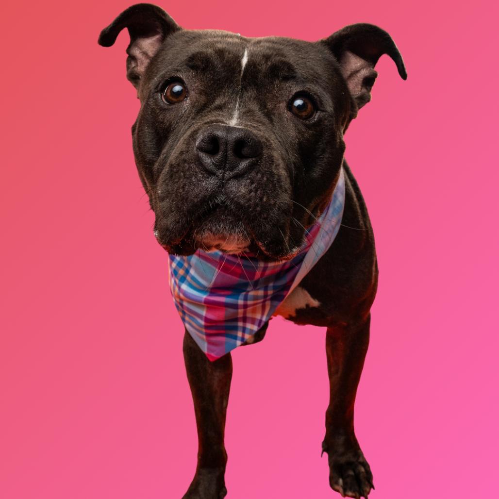 Enlarge Pippa, a Adoptable mixed breed in Silver Spring, MD image 5/6