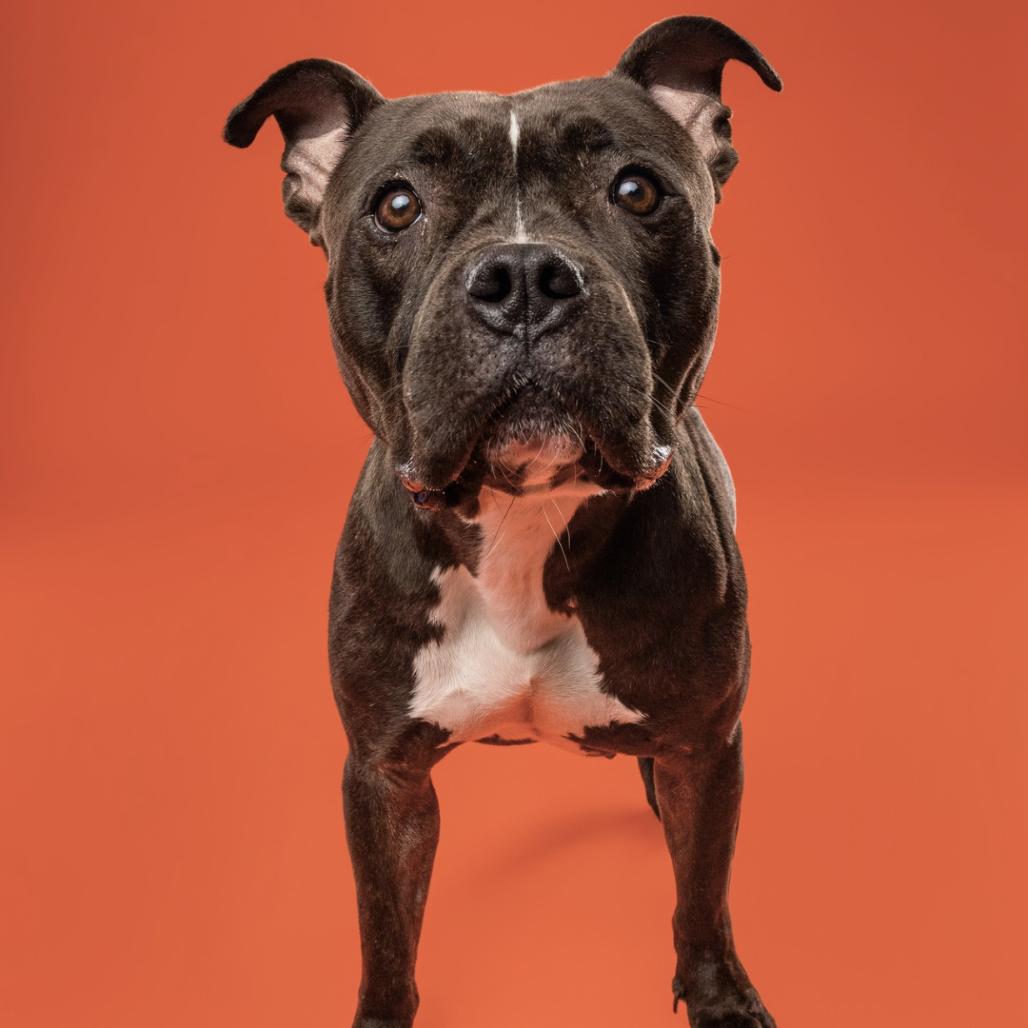 Enlarge Pippa, a Adoptable mixed breed in Silver Spring, MD image 6/6