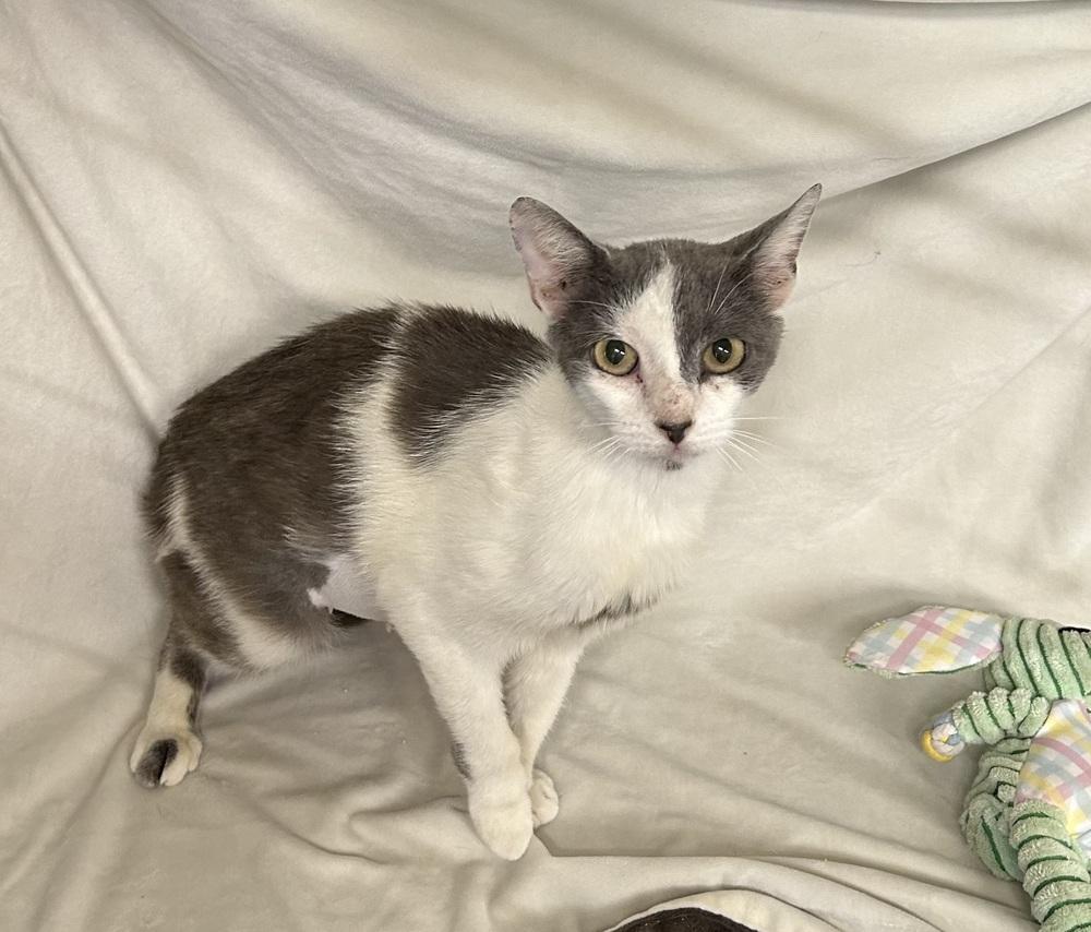 Enlarge cece, a Adopted mixed breed in Cedartown, GA image 1/1