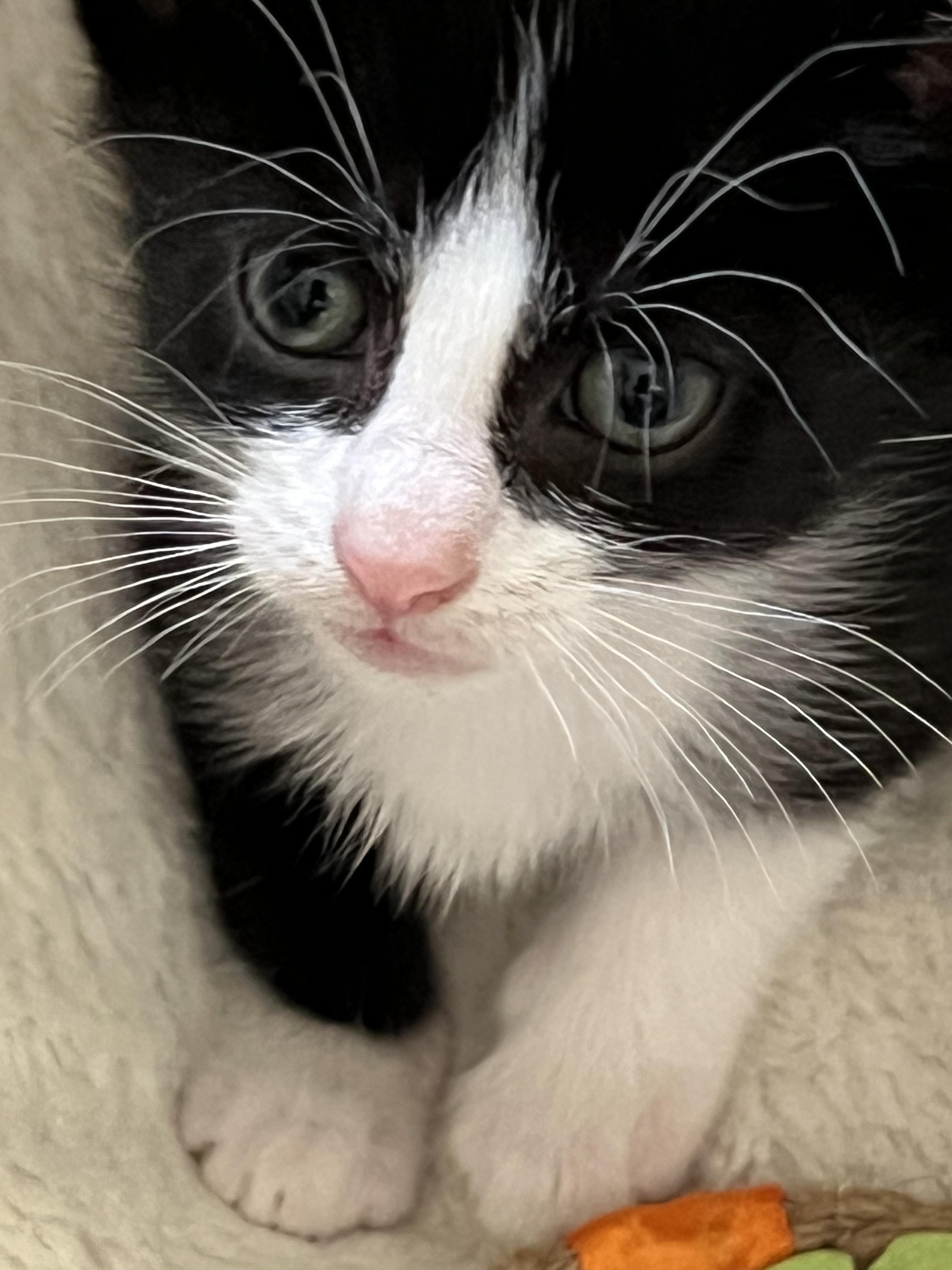 Enlarge Tucker 321388416, a Adoptable Domestic Short Hair in Lees Summit, MO image 1/1