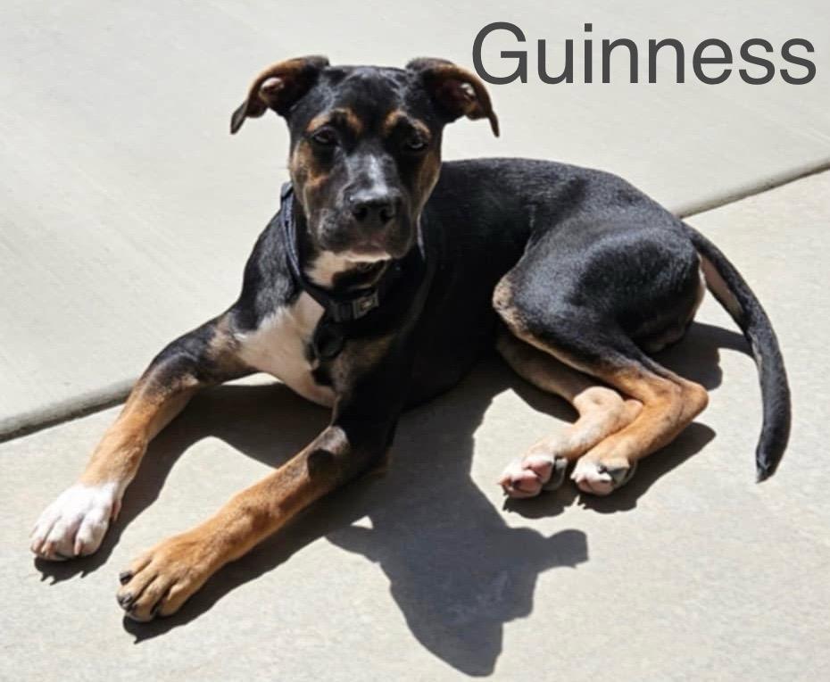 Guinness, Adopted, Puppy Male German Pinscher & Whippet.