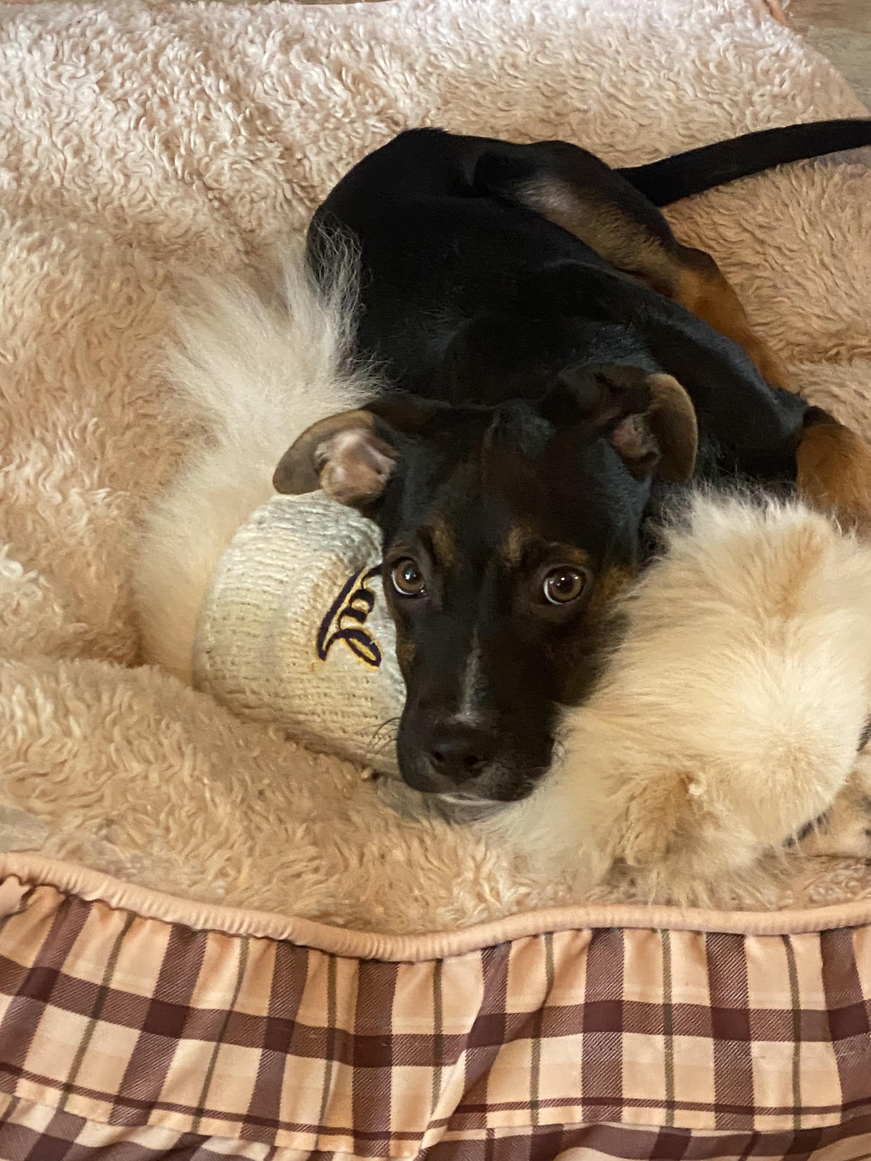 Enlarge Guinness, a Adopted mixed breed in tracy, CA image 3/3