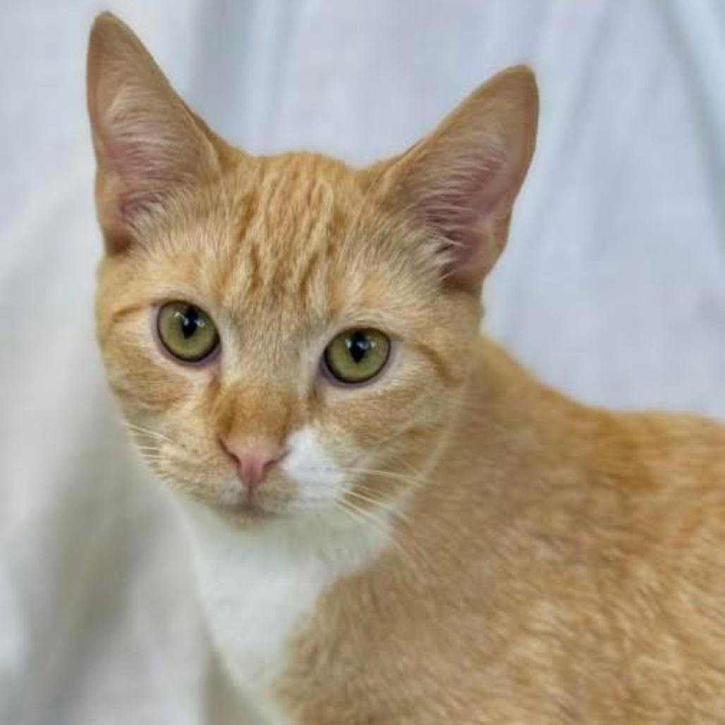 Chai in Spring Grove, PA *adoption pending*, Adoptable, Young Male Domestic Short Hair.