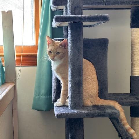 Chai in Spring Grove, PA *adoption pending*, a Adoptable Domestic Short Hair in Spring Grove, PA image 2/6
