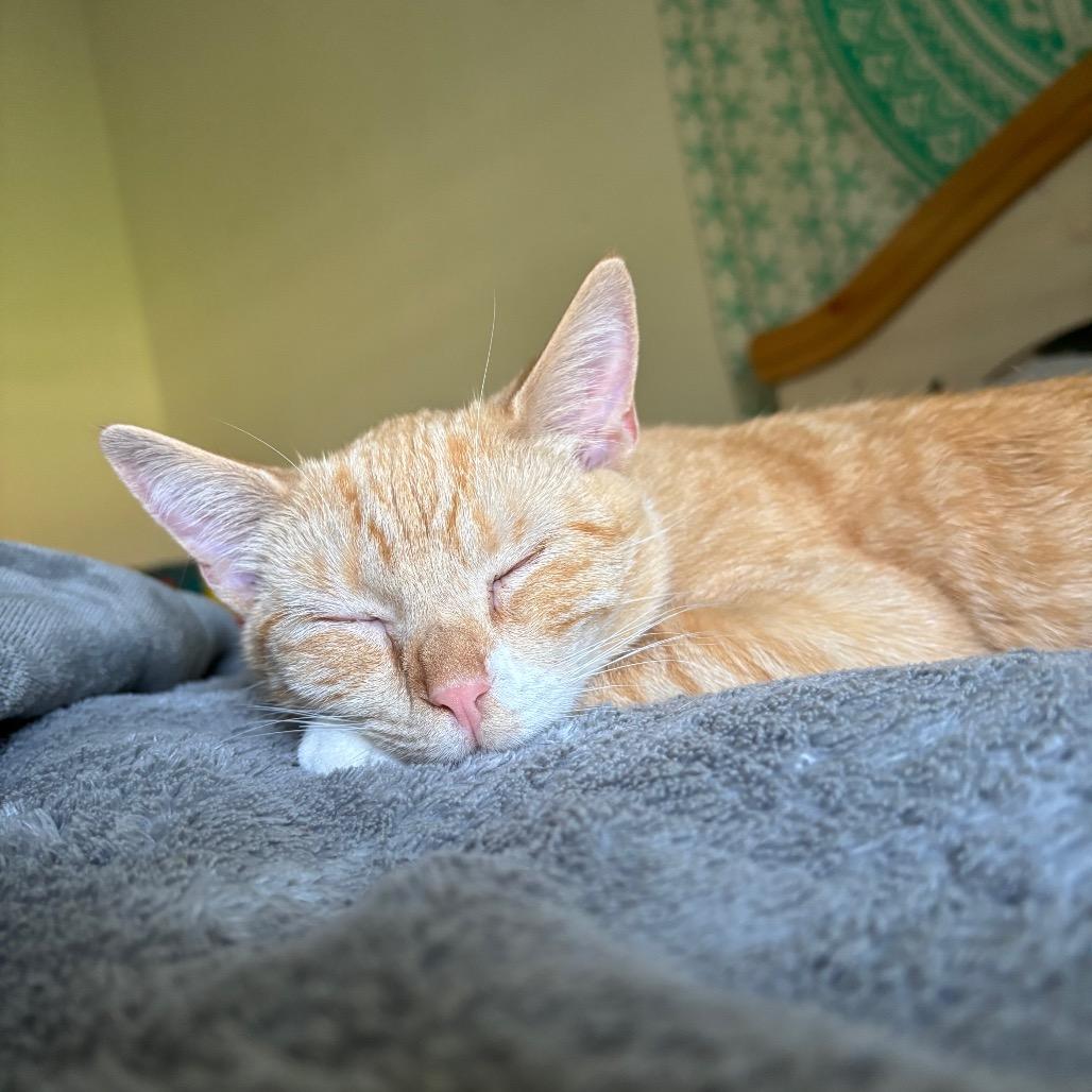 Chai in Spring Grove, PA *adoption pending*, a Adoptable Domestic Short Hair in Spring Grove, PA image 4/6