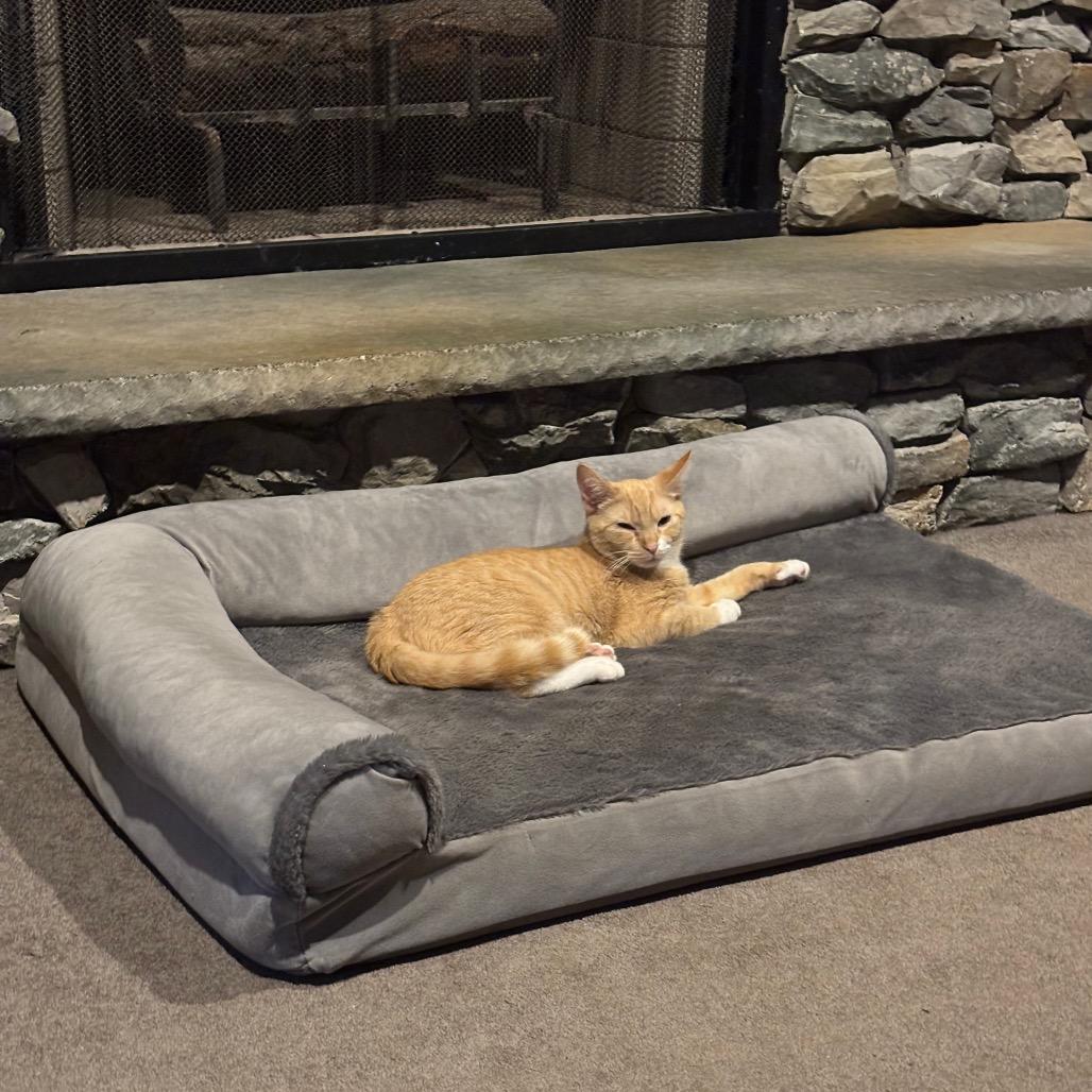 Chai in Spring Grove, PA *adoption pending*, a Adoptable Domestic Short Hair in Spring Grove, PA image 6/6