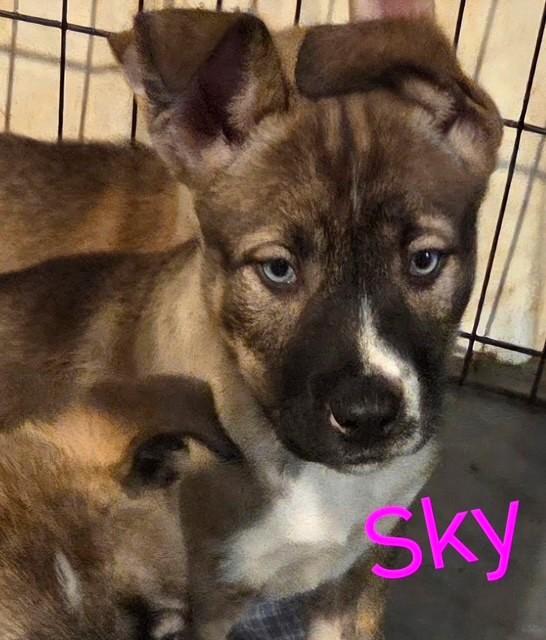 Enlarge SKY, an adopted mixed breed in Brattleboro, VT image 1/2