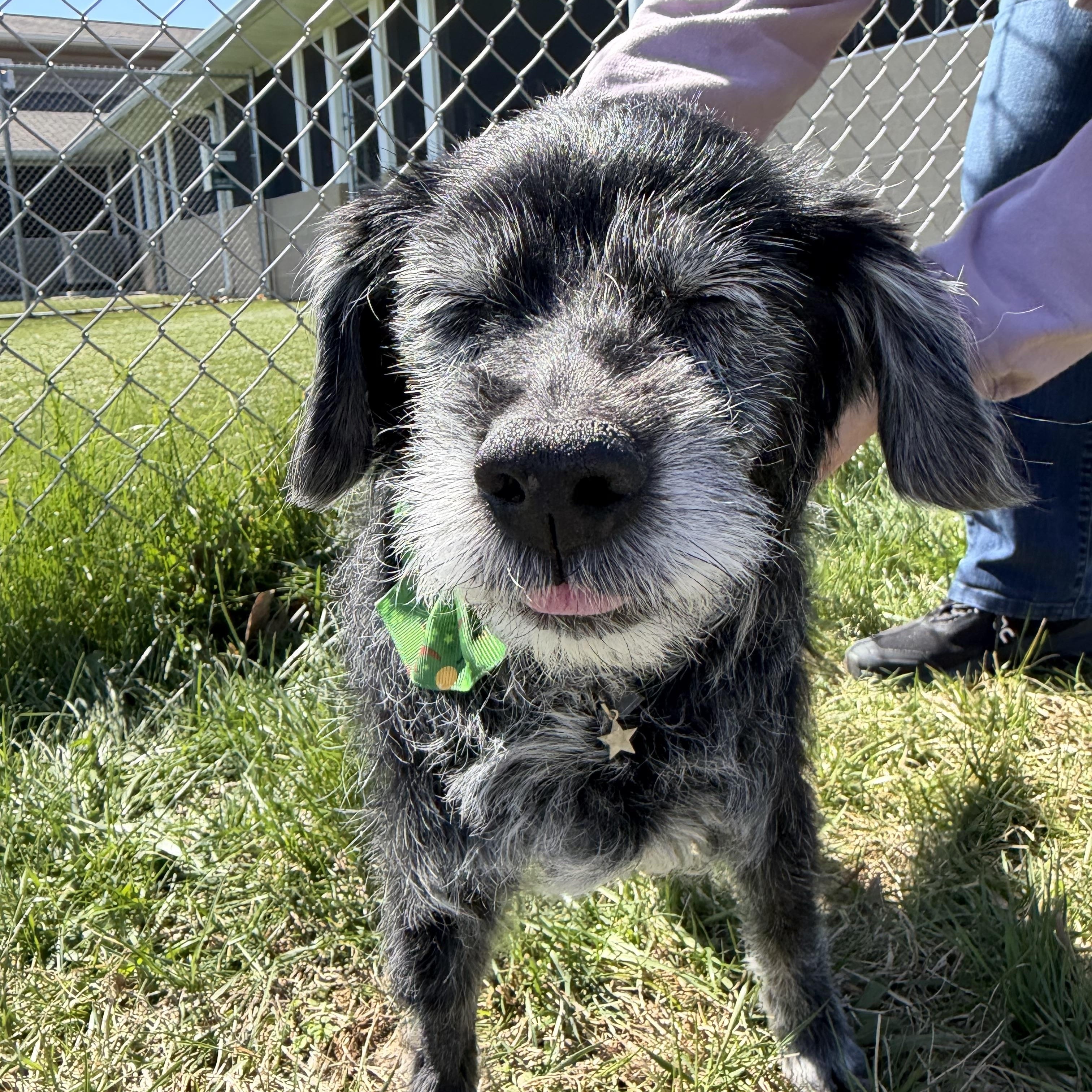 Enlarge Poppie, a ADOPTABLE mixed breed in Bethesda , MD image 1/4