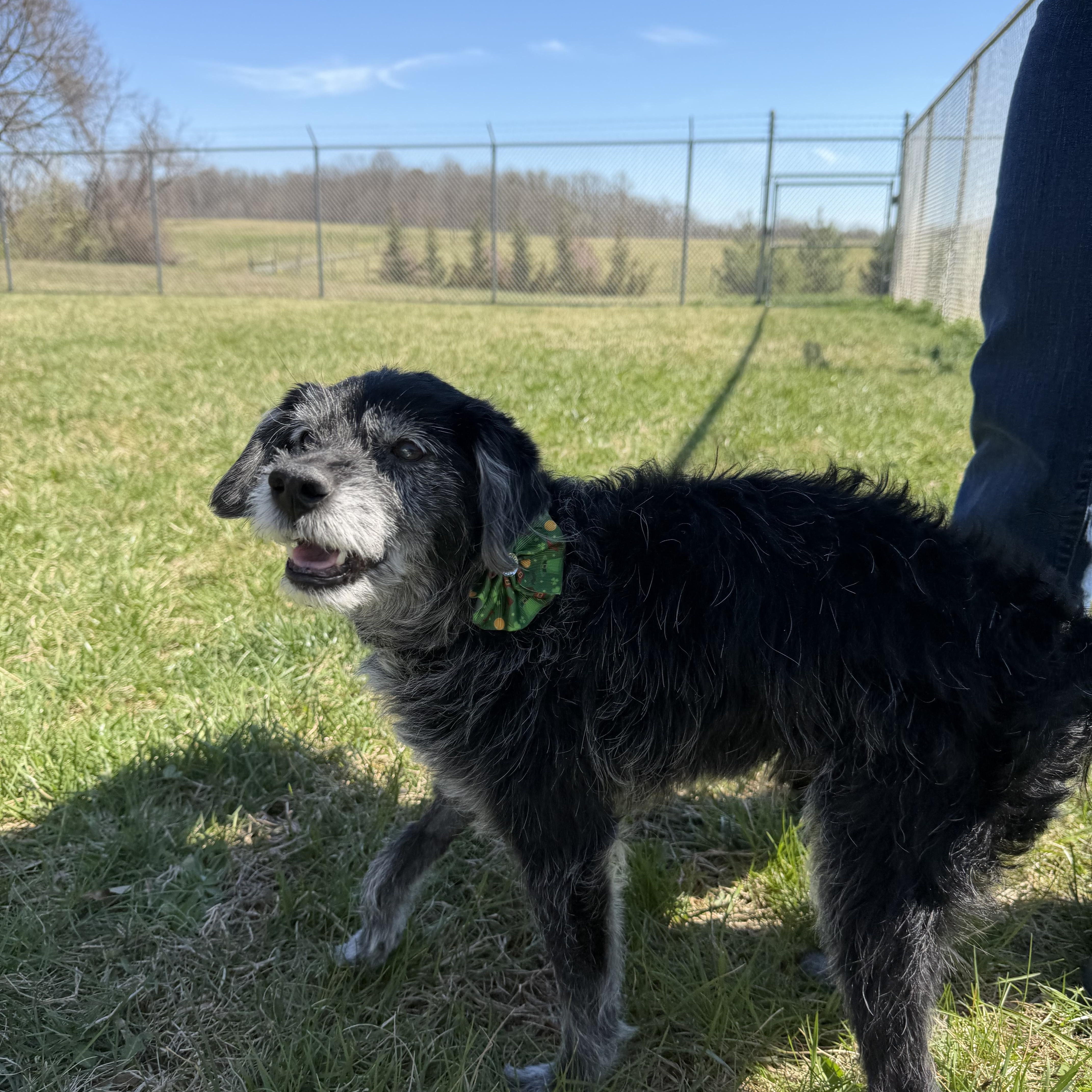Enlarge Poppie, a ADOPTABLE mixed breed in Bethesda , MD image 3/4