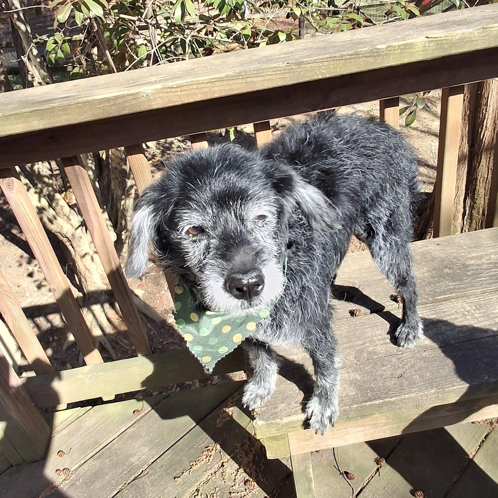 Enlarge Poppie, a ADOPTABLE mixed breed in Bethesda , MD image 4/5