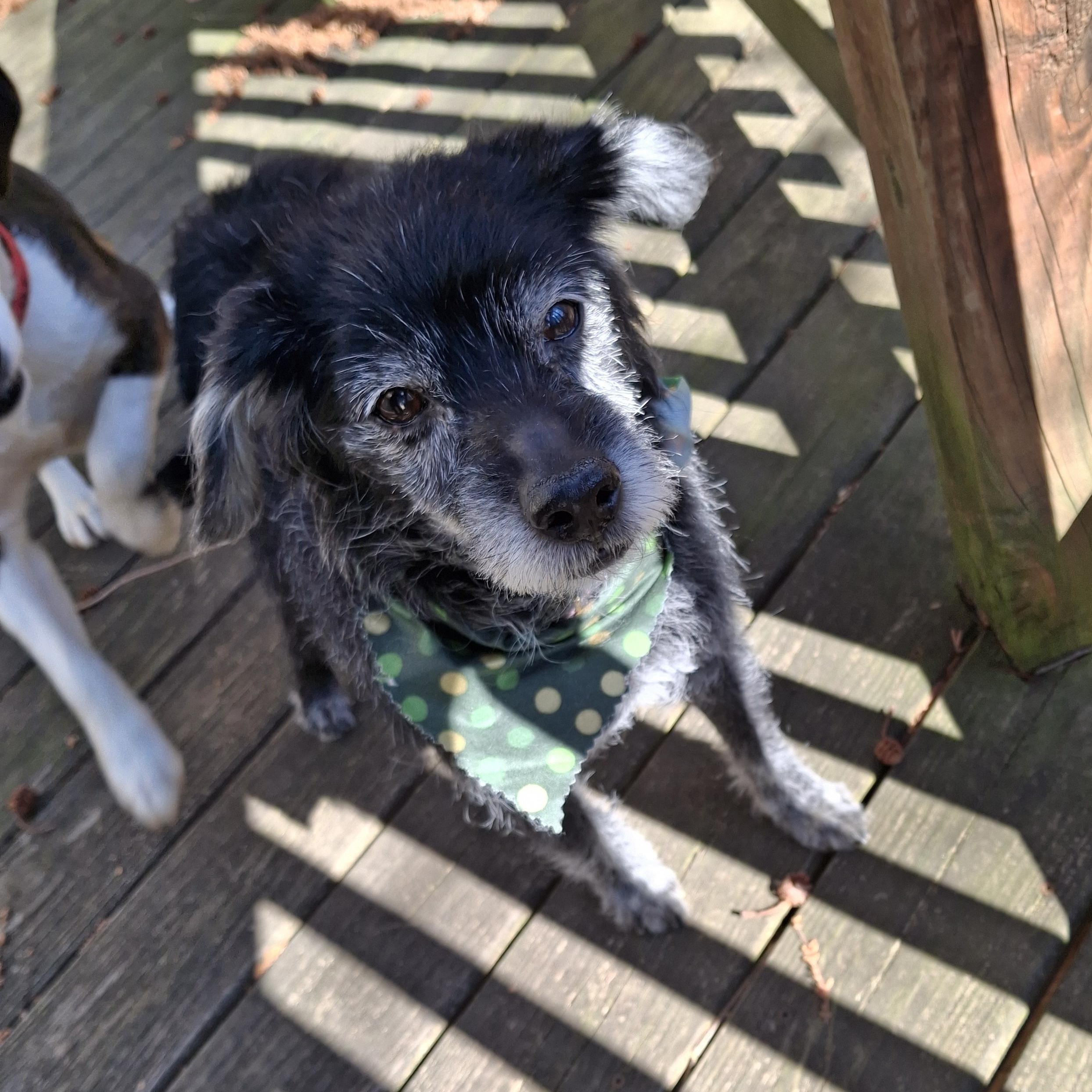 Enlarge Poppie, a ADOPTABLE mixed breed in Bethesda , MD image 5/5