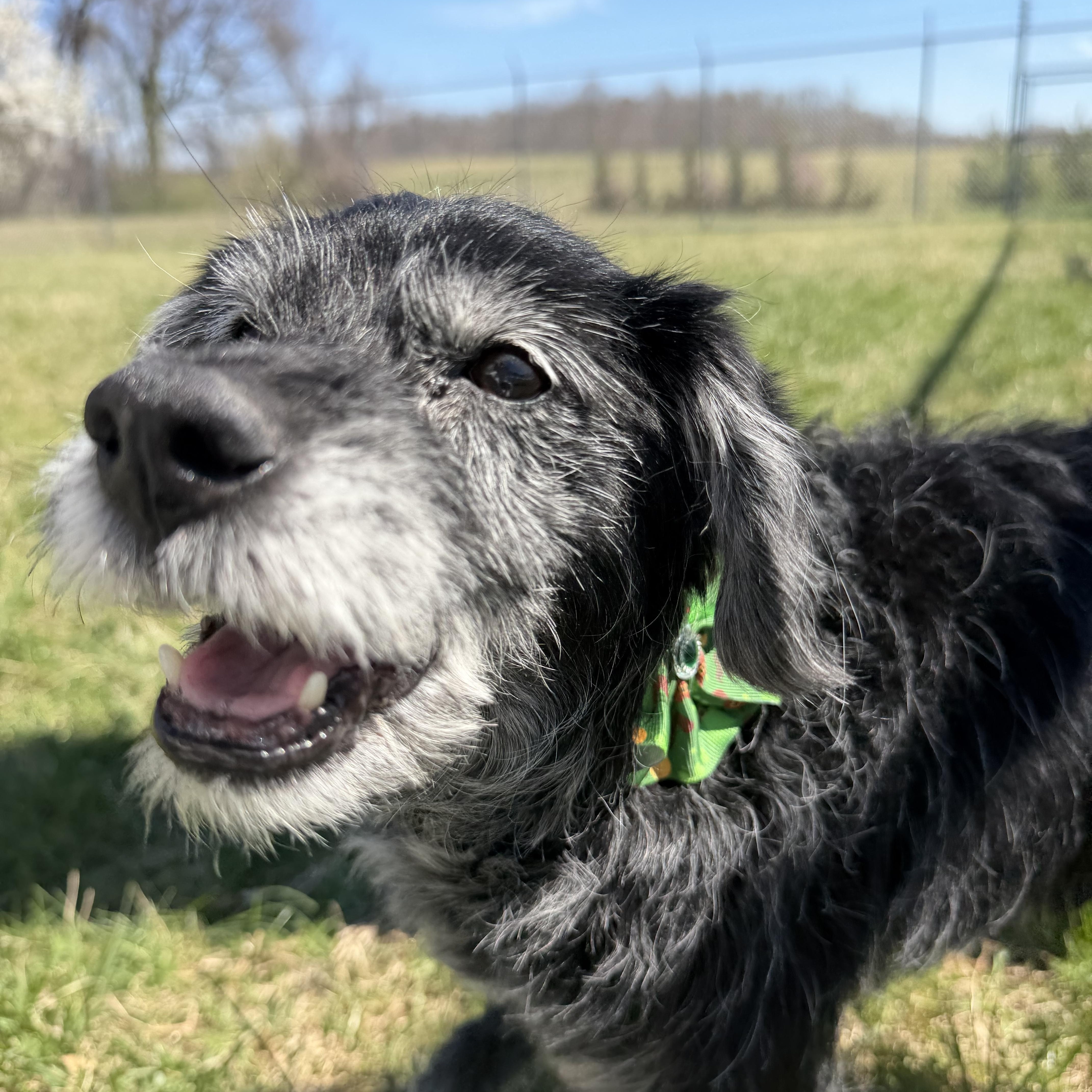 Enlarge Poppie, a ADOPTABLE mixed breed in Bethesda , MD image 2/4