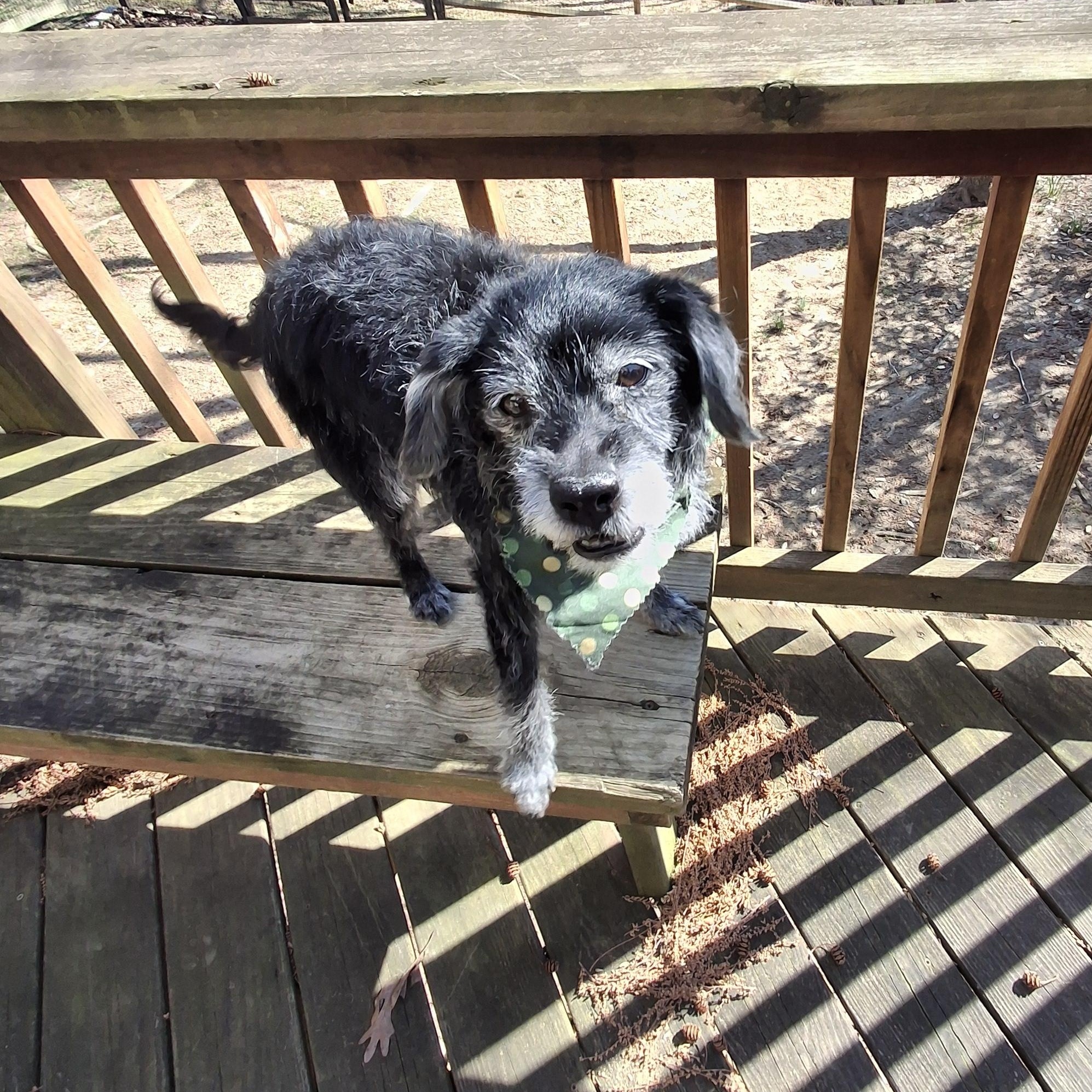 Enlarge Poppie, a ADOPTABLE mixed breed in Bethesda , MD image 2/5