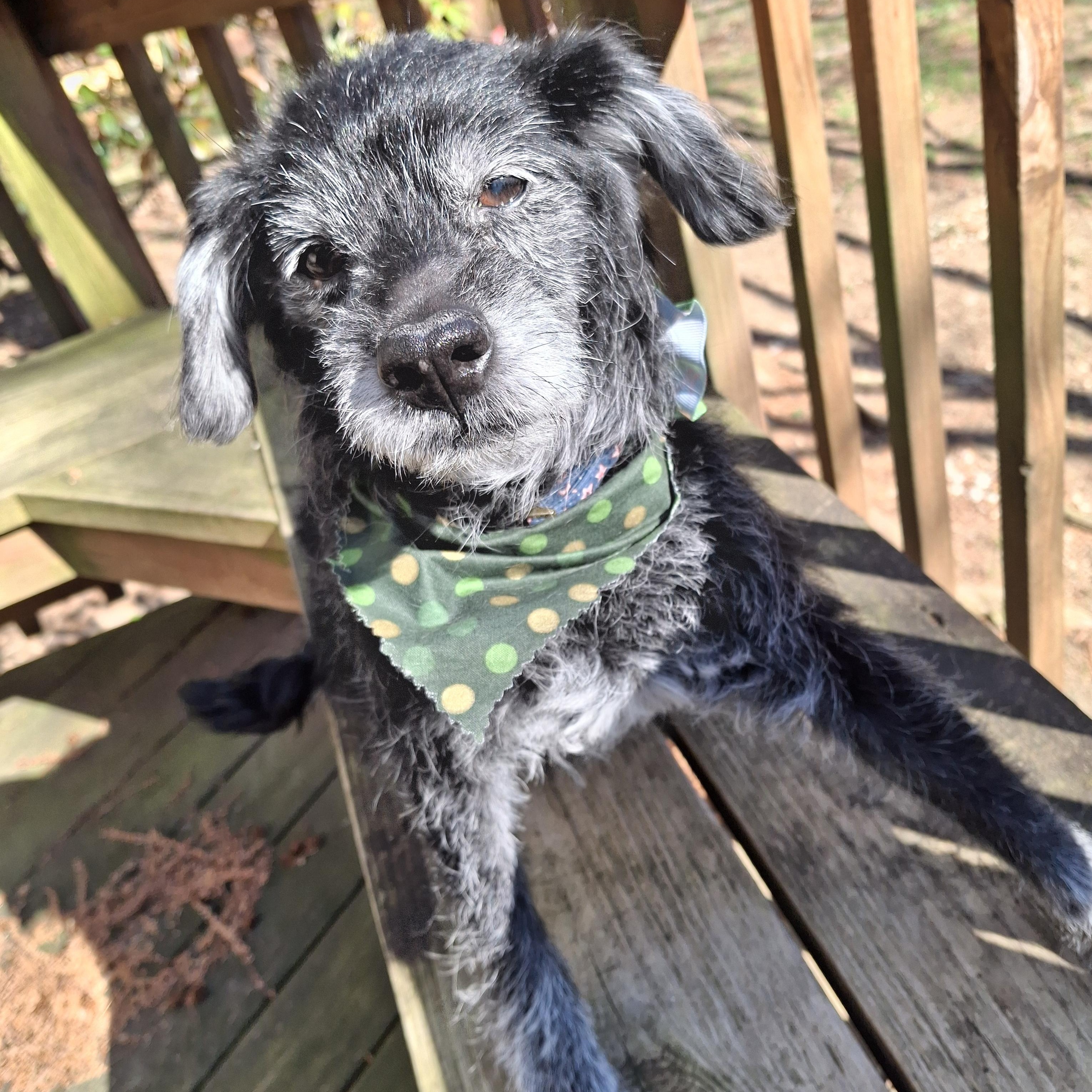 Enlarge Poppie, a ADOPTABLE mixed breed in Bethesda , MD image 3/5