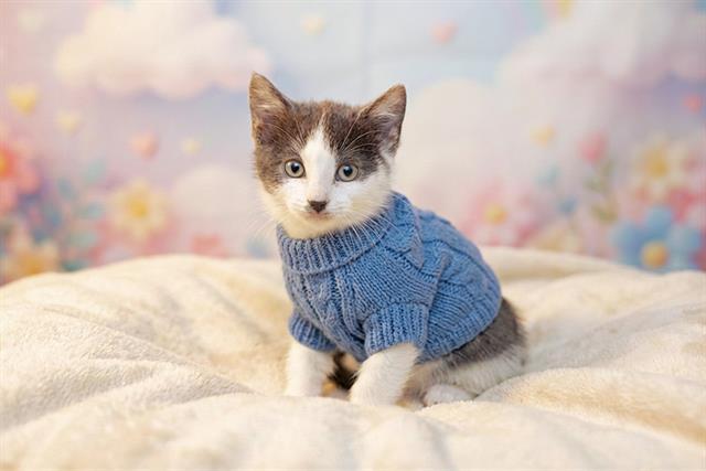 EVEREST, Adoptable, Kitten Male Domestic Short Hair.