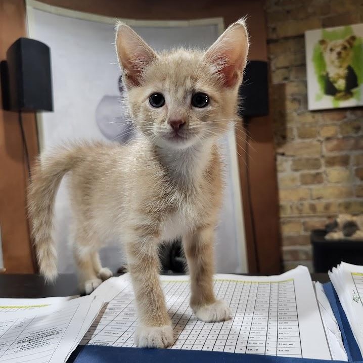 Enlarge Corduroy, a Adopted Domestic Short Hair in Chicago, IL image 1/4
