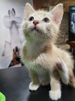 Enlarge Corduroy, a Adopted Domestic Short Hair in Chicago, IL image 2/4