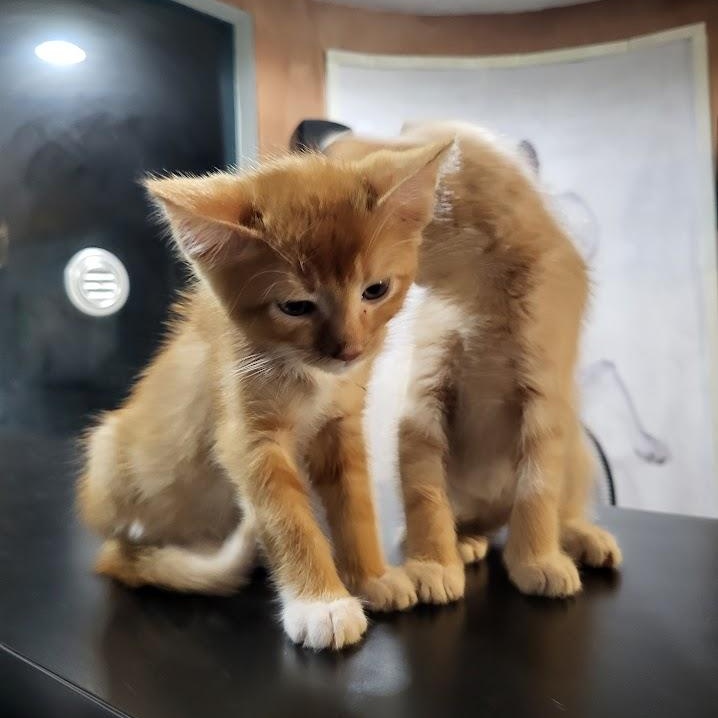 Enlarge Corduroy, a Adopted Domestic Short Hair in Chicago, IL image 4/4