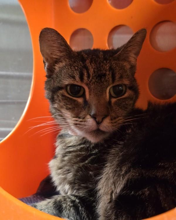 Enlarge Milo, a Adoptable mixed breed in Vancouver, WA image 2/2