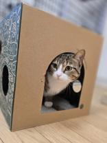 Enlarge Katie, a Adoptable Domestic Short Hair in Woodstock, IL image 3/4