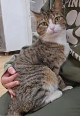 Enlarge Katie, a Adoptable Domestic Short Hair in Woodstock, IL image 2/4