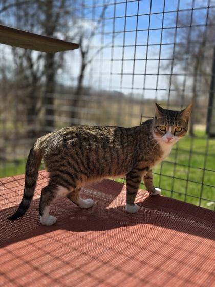 Enlarge Katie, a Adoptable Domestic Short Hair in Woodstock, IL image 5/6